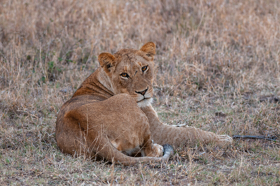 Eine Löwin, Panthera leo, ruht sich aus und schaut in die Kamera. Mala Mala Wildreservat, Südafrika.