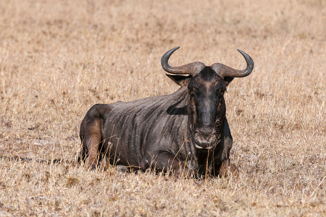 Portrait of a blue wildebeest, Connochaetes taurinus, resting. Mala Mala Game Reserve, South Africa.