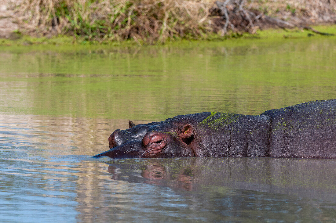 Ein Flusspferd, Hippopotamus amphibius, teilweise untergetaucht in einem Teich. Mala Mala Wildreservat, Südafrika.