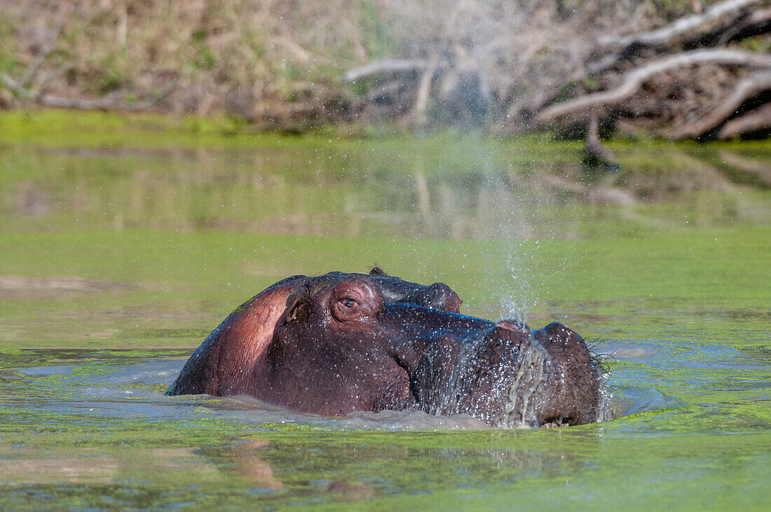 Ein Flusspferd, Hippopotamus amphibius, atmet aus, als es aus einem mit Wasserlinsen bedeckten Teich auftaucht. Mala Mala Wildreservat, Südafrika.