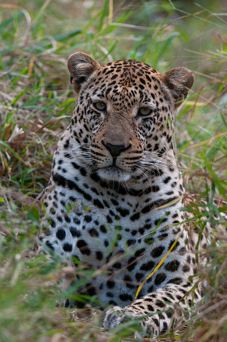 Porträt eines männlichen Leoparden, Panthera pardus, der sich im hohen Gras ausruht und versteckt. Mala Mala Wildschutzgebiet, Südafrika.