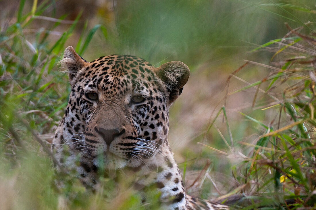 Porträt eines männlichen Leoparden, Panthera pardus, der sich im hohen Gras versteckt. Mala Mala Wildreservat, Südafrika.