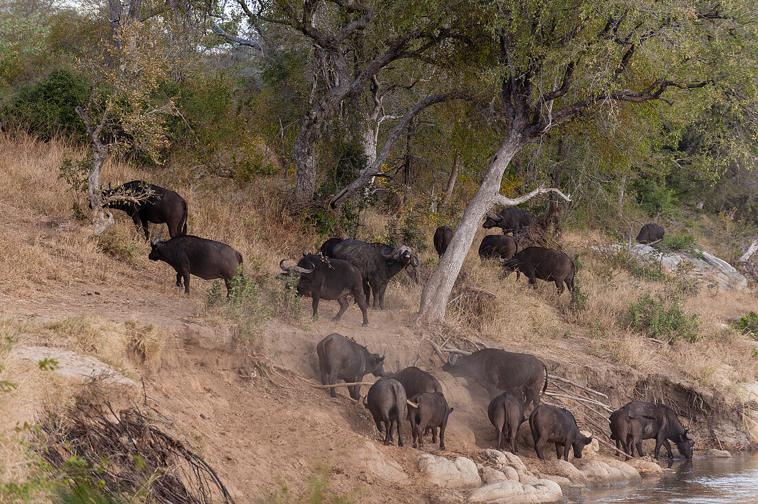 Eine Herde afrikanischer Büffel, Syncerus caffer, an den Ufern des Sand River. Sand River, Mala Mala Wildreservat, Südafrika.