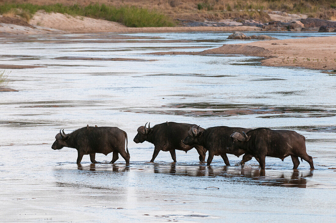 Eine Gruppe afrikanischer Büffel, Syncerus caffer, bei der Überquerung des Sand River. Sand River, Mala Mala Wildreservat, Südafrika.