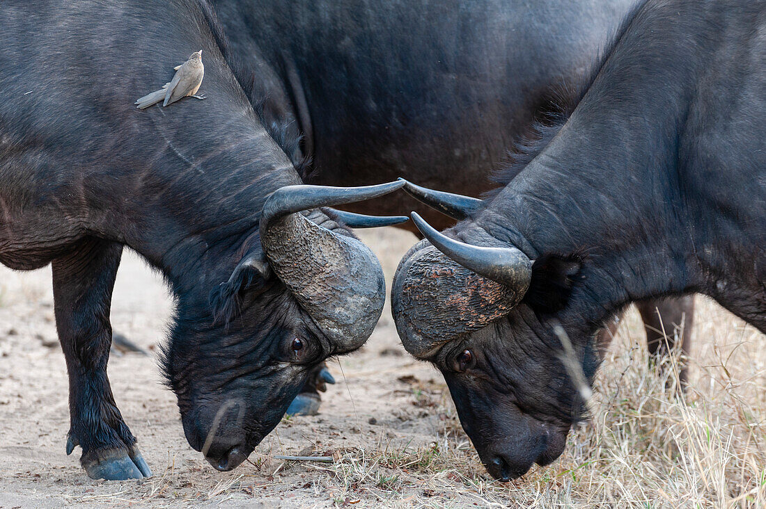 Zwei Afrikanische Büffel, Syncerus caffer, beim Sparring. Ein Madenhacker, Buphagus species, sitzt auf dem Hals eines Büffels. Mala Mala Game Reserve, Südafrika.