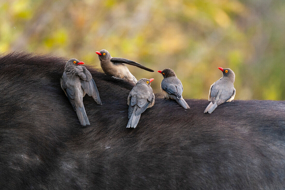 Rotschnabelspechte, Buphagus erythrorhynchus, sitzen auf dem Rücken eines Afrikanischen Büffels, Syncerus caffer. Mala Mala Game Reserve, Südafrika.