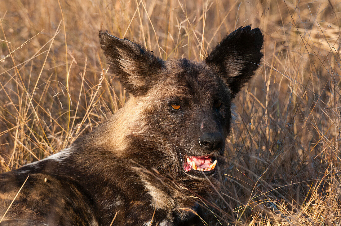 Portrait of an African wild dog, Cape hunting dog, or painted wolf, Lycaon pictus. Mala Mala Game Reserve, South Africa.