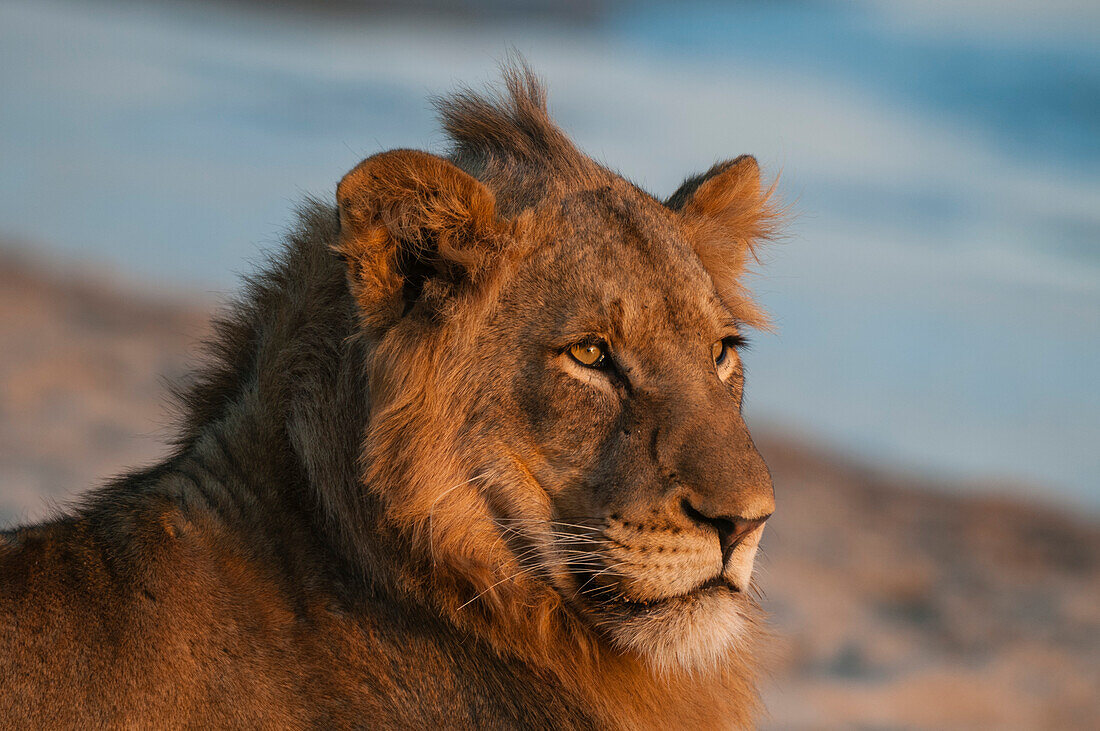 Close up portrait of a lion, Panthera leo, resting on a river bank. Sand River, Mala Mala Game Reserve, South Africa.