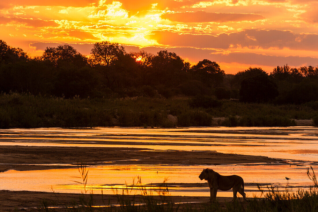 A silhouetted lion, Panthera leo, walking along the Sand River at sunset. Sand River, Mala Mala Game Reserve, South Africa.