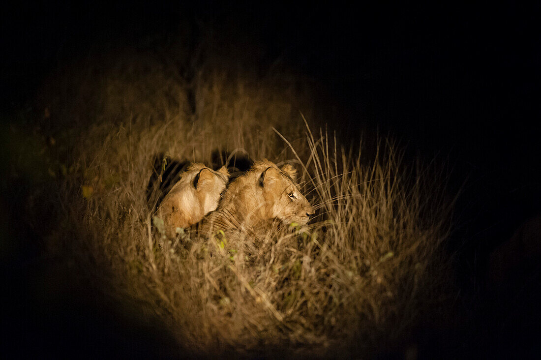 Ein Löwenpaar, Panthera leo, ruht sich nachts im hohen Gras aus. Mala Mala Wildreservat, Südafrika.