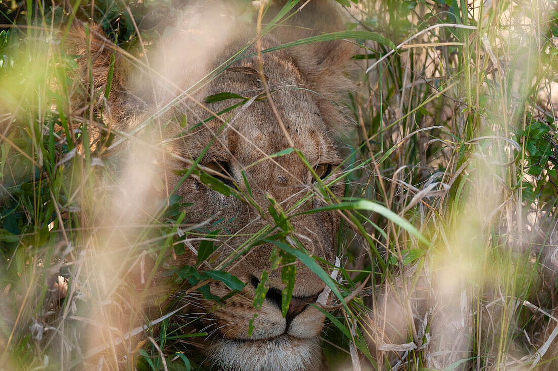 Nahaufnahme eines Löwen, Panthera leo, der sich im hohen Gras versteckt. Mala Mala Wildreservat, Südafrika.