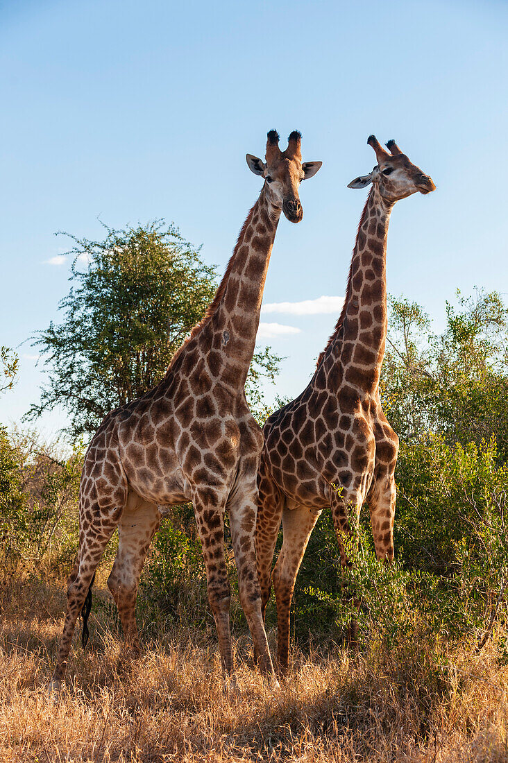 Porträt von zwei männlichen Südlichen Giraffen, Giraffa camelopardalis. Mala Mala Wildreservat, Südafrika.