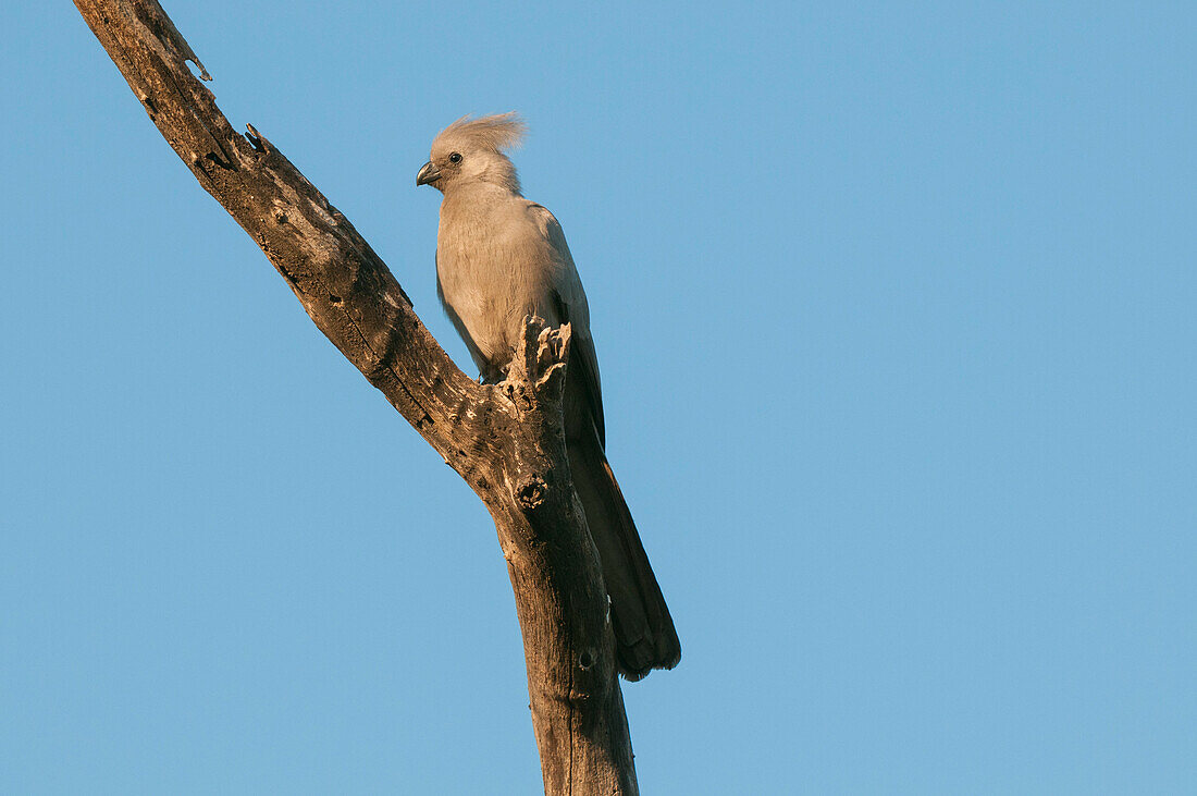 A grey go-away-bird, Corythaixodes concolor, perched on a tree branch. Mala Mala Game Reserve, South Africa.
