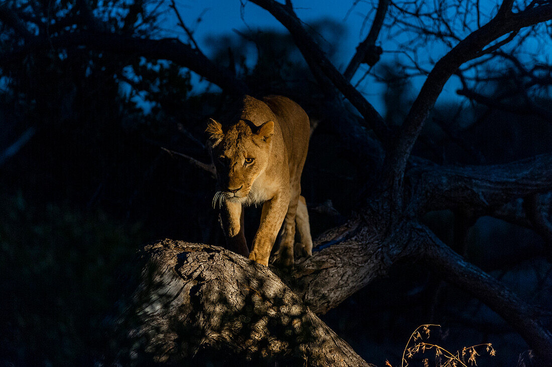 Eine Löwin, Panthera leo, geht nachts an einem umgestürzten Baumstamm entlang. Mala Mala Wildreservat, Südafrika.