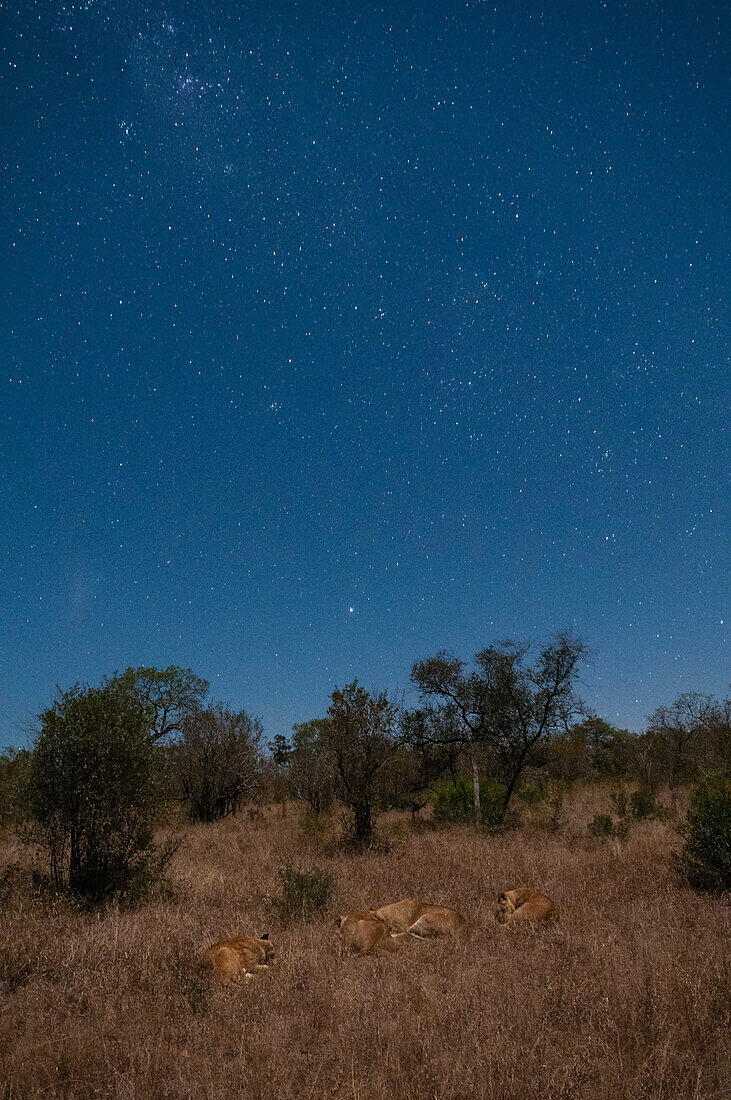 Ein Löwenrudel, Panthera leo, ruht sich unter einem Sternenhimmel aus. Mala Mala Wildreservat, Südafrika.