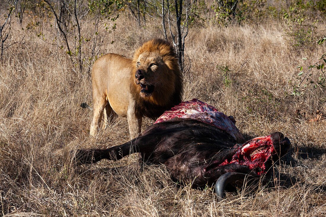 Ein Löwe, Panthera leo, frisst einen afrikanischen Büffelkadaver, Syncerus caffer. Mala Mala Wildreservat, Südafrika.