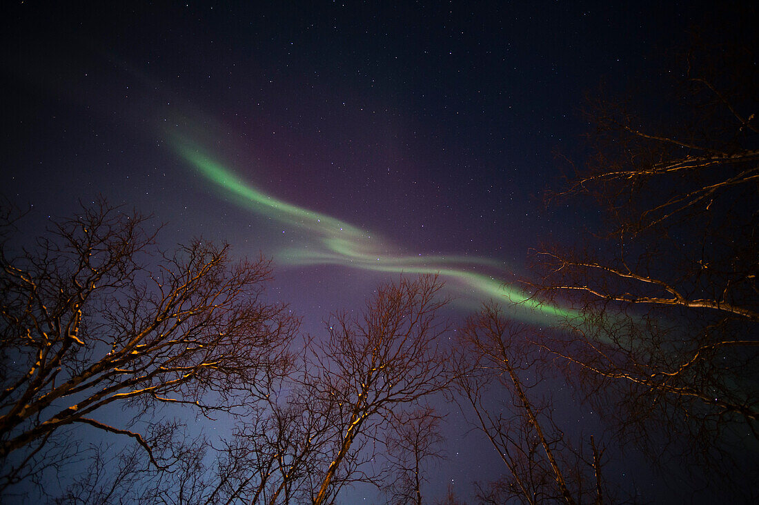 Low angle view of Aurora borealis at night. Sweden.
