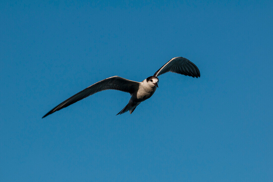 Porträt einer Rußseeschwalbe, Sterna fuscata, im Flug. Insel Mahe, Republik der Seychellen.