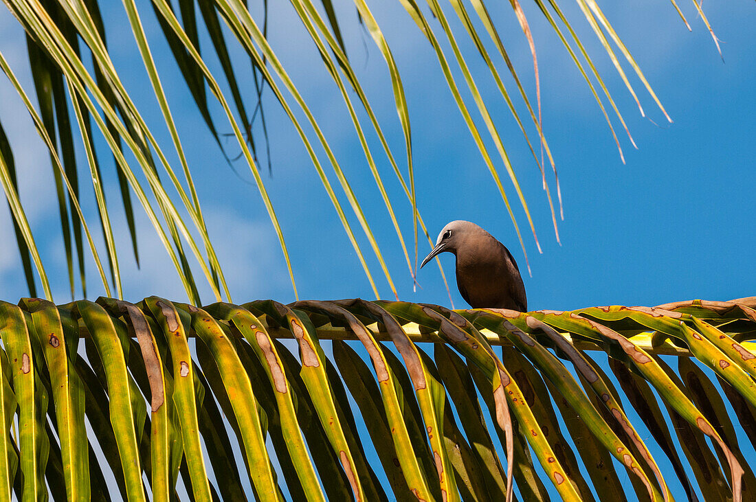 Ein Brauner Noddy, Anous stolidus, sitzt auf einem Palmwedel. Denis-Insel, Republik der Seychellen.