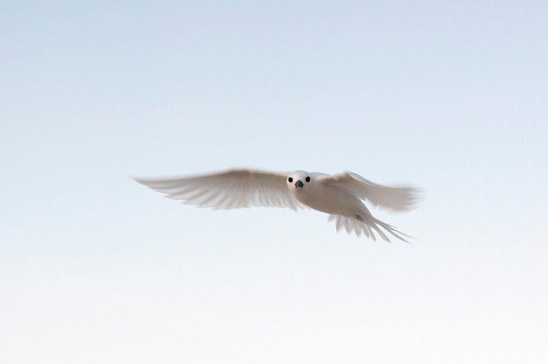 Porträt einer Trauerseeschwalbe, Gygis alba, im Flug. Denis-Insel, Die Republik der Seychellen.