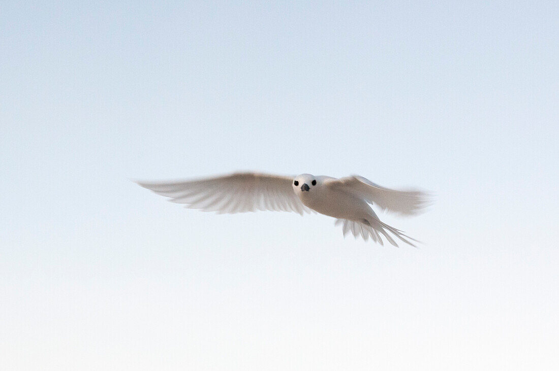 Portrait of a common white or fairy tern, Gygis alba, in flight. Denis Island, The Republic of the Seychelles.