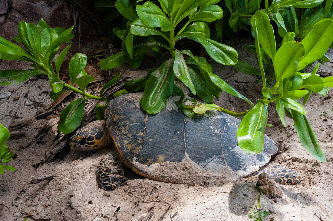A sea turtle laying eggs in its nest on a beach. Grand Anse Beach, Fregate Island, Republic of the Seychelles.