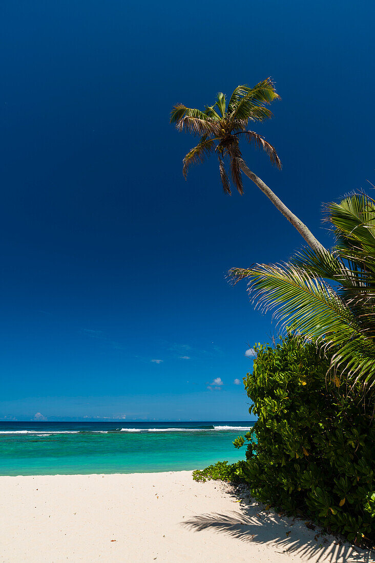 A palm tree stretching out over a sandy tropical beach on the Indian Ocean. Harbor Beach, Fregate Island, Republic of the Seychelles.