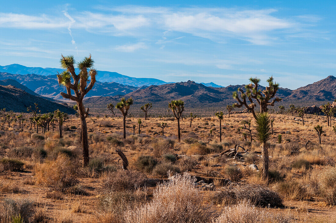 Wüstenlandschaft und Vegetation im Hidden Valley im Joshua-Tree-Nationalpark. Joshua-Tree-Nationalpark, Kalifornien, USA