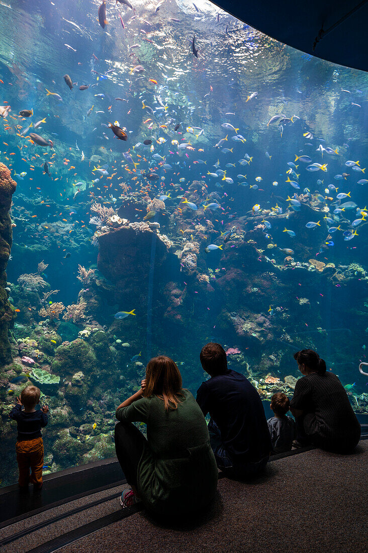 Tourists observing marine life in the aquarium at the California Academy of Sciences. California Academy of Sciences, Golden Gate Park, San Francisco, California.