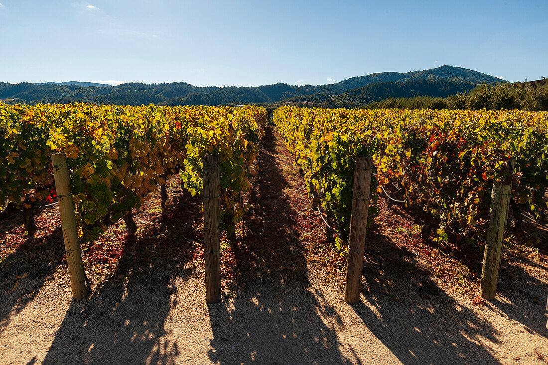 Sanfte, niedrige Berge bilden den Hintergrund für die Reihen von Weinstöcken auf dem Weingut Robert Mondavi. Napa Valley, Kalifornien.