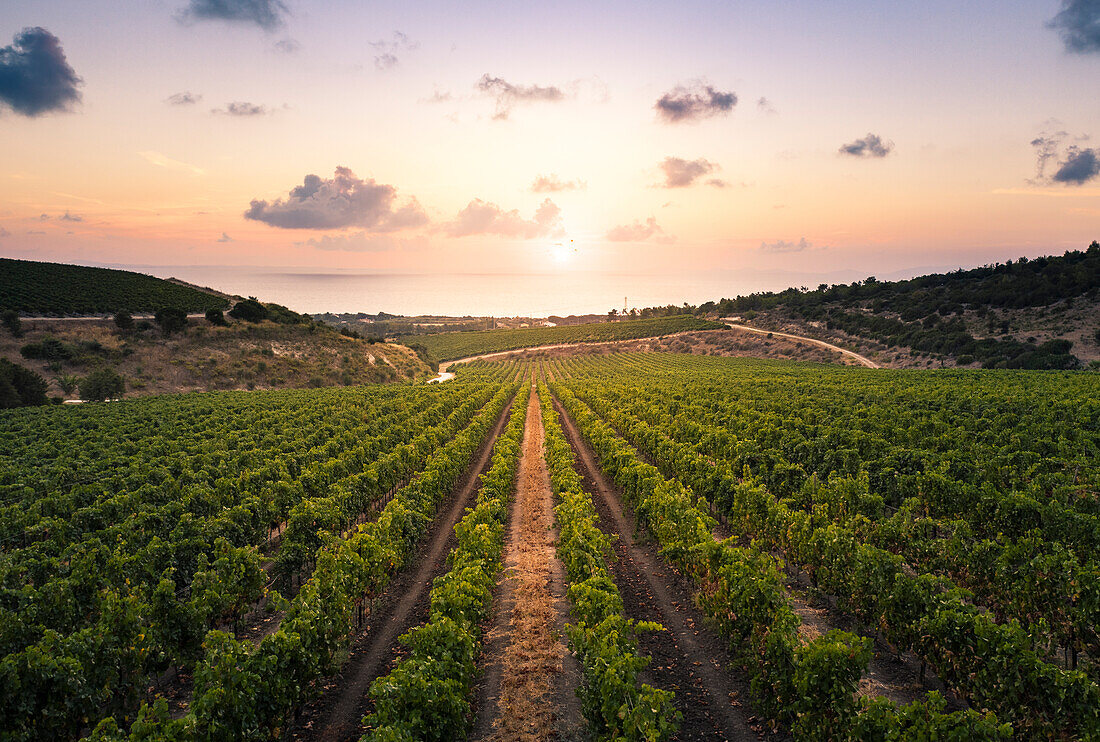 Vermentino-Weinberge in der Nähe des Dorfes Sorso, Provinz Sassari, Sardinien, Italien