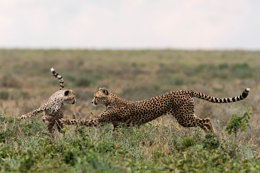 Ein Gepard, Acinonyx jubatus, Mutter und Junges beim Spielen. Ndutu, Ngorongoro-Schutzgebiet, Tansania