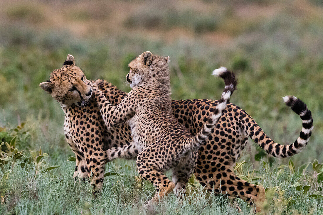Ein Gepard, Acinonyx jubatus, Mutter und Junges beim Spielen. Ndutu, Ngorongoro-Schutzgebiet, Tansania