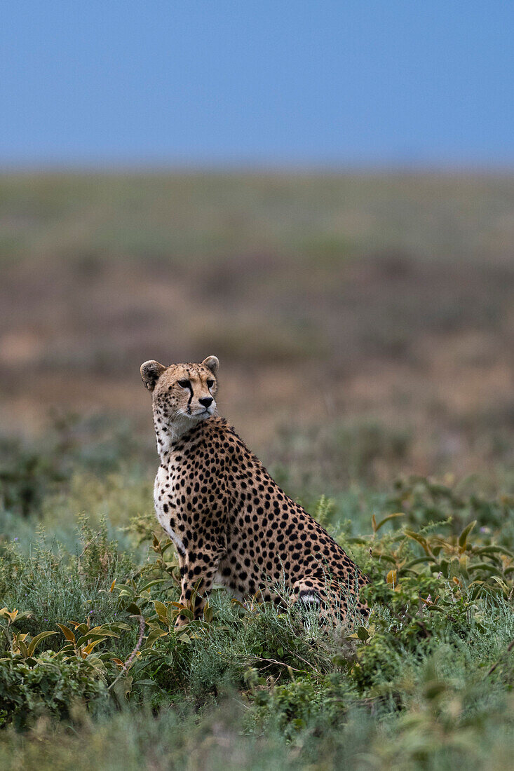 Porträt eines weiblichen Geparden, Acinonyx jubatus. Ndutu, Ngorongoro-Schutzgebiet, Tansania