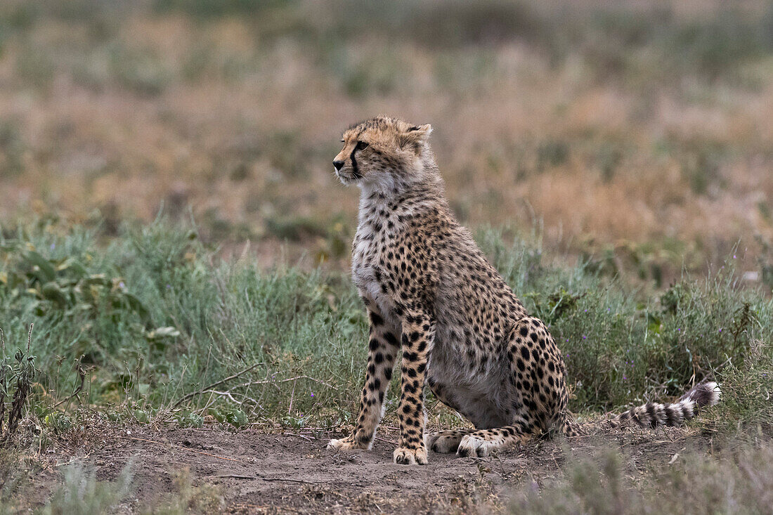 Porträt eines Gepardenjungen, Acinonyx jubatus. Ndutu, Ngorongoro-Schutzgebiet, Tansania