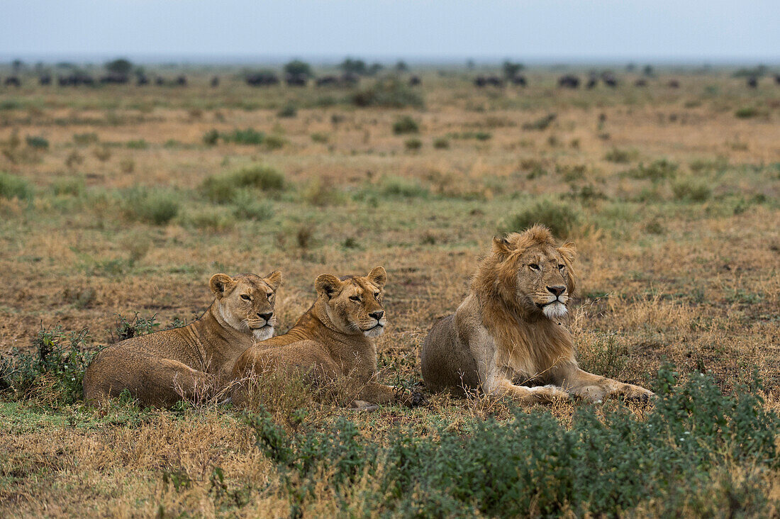 Drei Löwen, Panthera leo, ein Männchen und zwei Weibchen, beim Ausruhen. Ndutu, Ngorongoro-Schutzgebiet, Tansania.