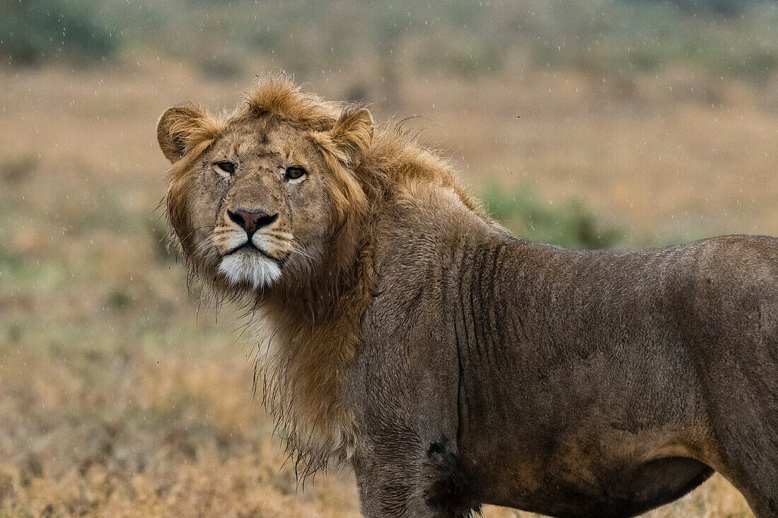 Porträt eines männlichen Löwen Panthera leo, im Regen. Ndutu, Ngorongoro-Schutzgebiet, Tansania.