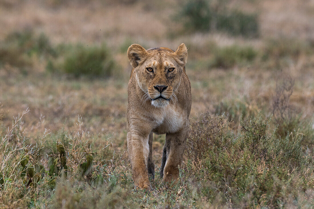 Eine Löwin, Panthera leo, bei einem Spaziergang in der Savanne. Ndutu, Ngorongoro-Schutzgebiet, Tansania.