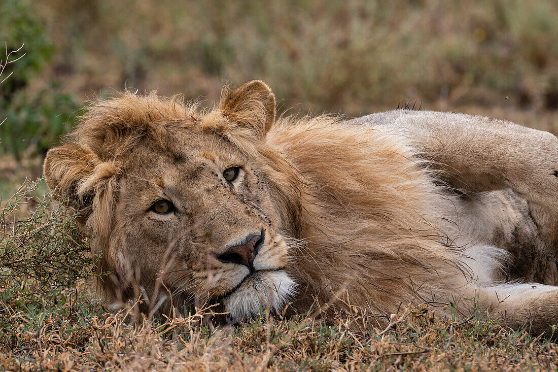 Porträt eines männlichen Löwen, Panthera leo, beim Ausruhen. Ndutu, Ngorongoro-Schutzgebiet, Tansania.