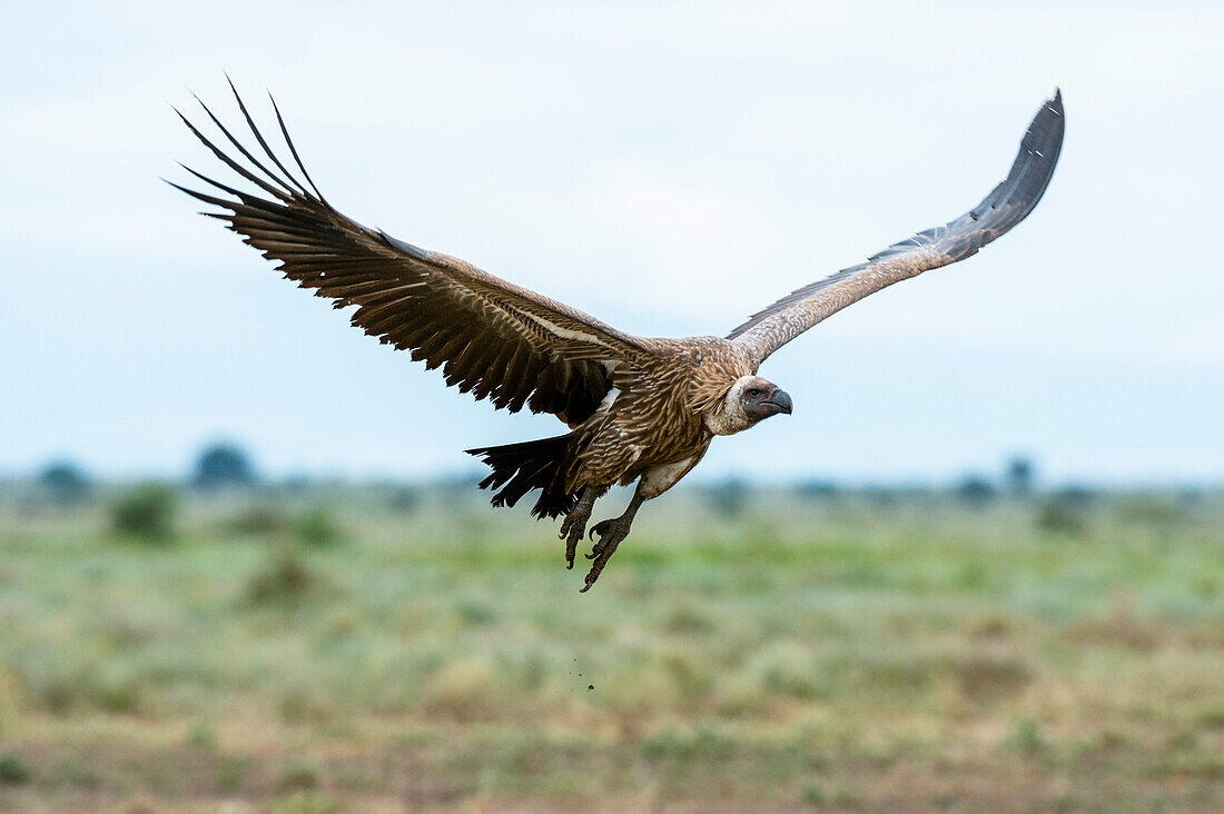 A white-backed vulture, Gyps africanus, in flight. Ndutu, Ngorongoro Conservation Area, Tanzania.