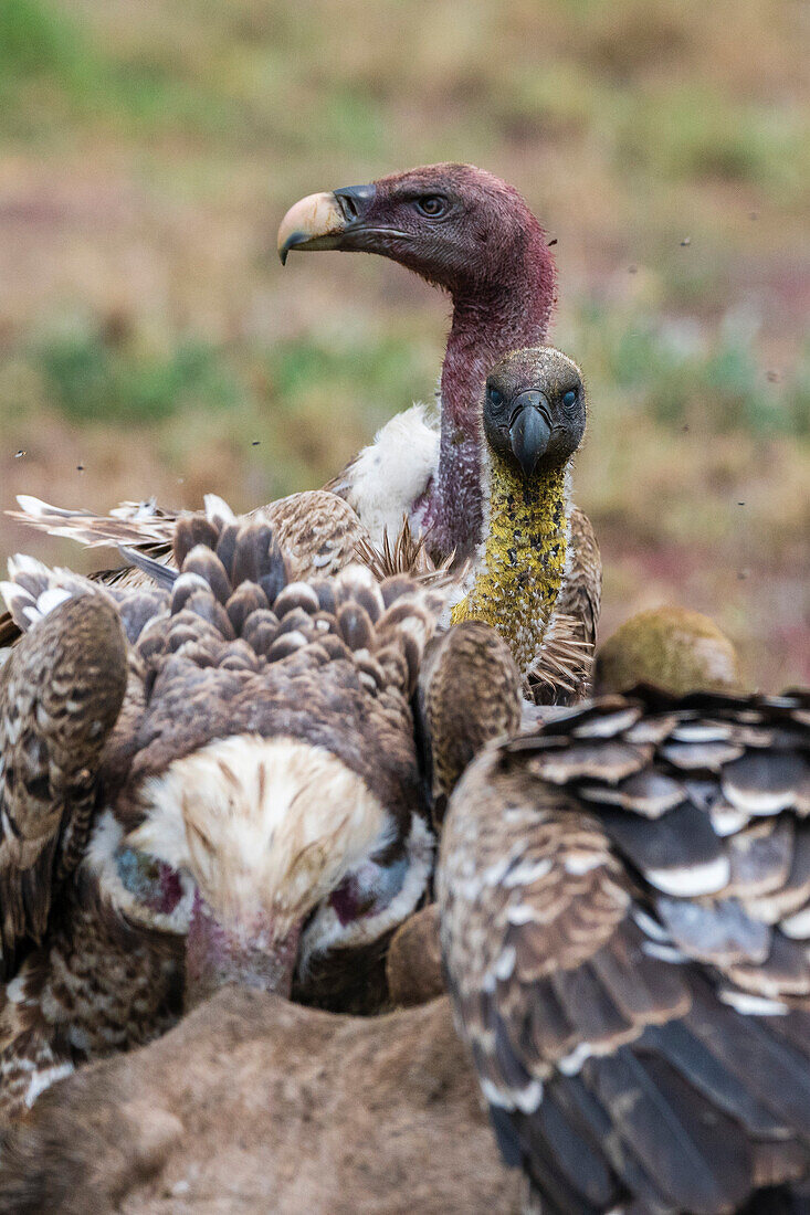 White-backed vultures, Gyps africanus, on a carcass. Ndutu, Ngorongoro Conservation Area, Tanzania.