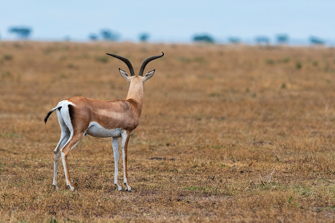 A Grant's gazelle, Nanger granti, looking at the savannah. Ndutu, Ngorongoro Conservation Area, Tanzania.