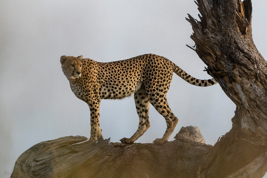 A cheetah, Acynonix jubatus, surveys the savannah from a dead tree. Seronera, Serengeti National Park, Tanzania