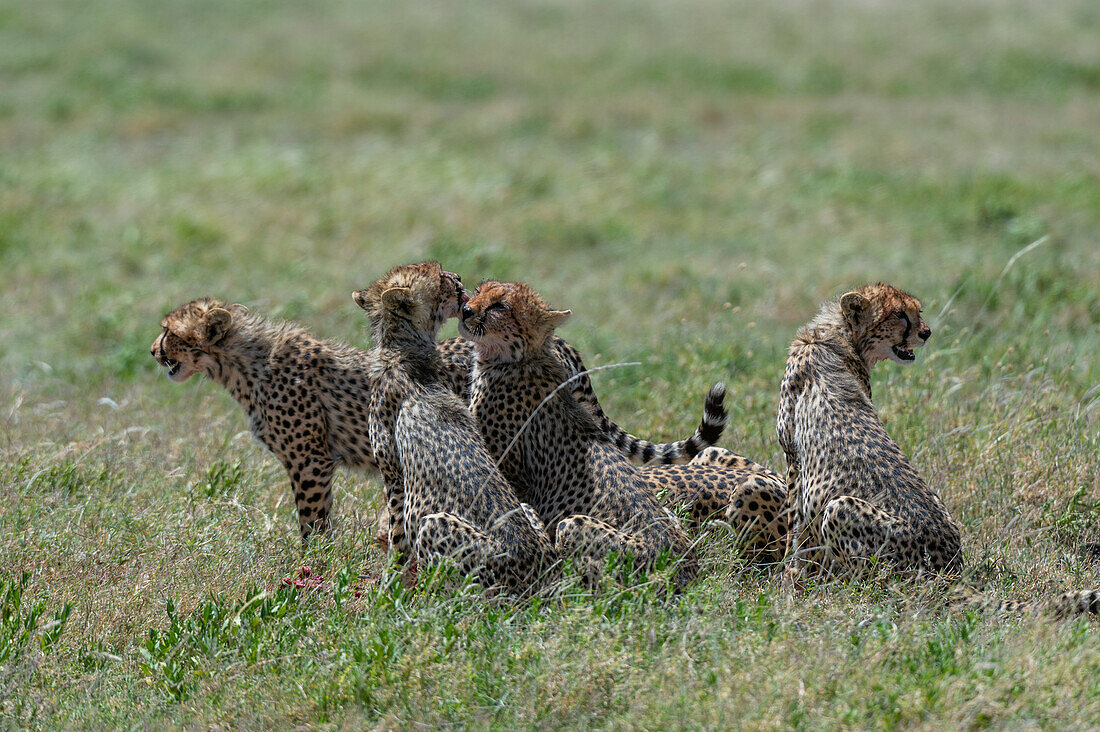 Four cheetah cubs, Acynonix jubatus, in the savannah. Seronera, Serengeti National Park, Tanzania