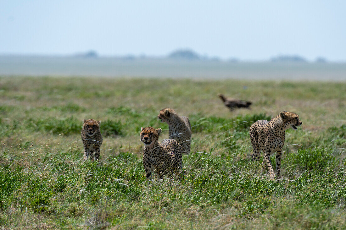 A cheetah, Acynonix jubatus, mother and cubs walking. Seronera, Serengeti National Park, Tanzania