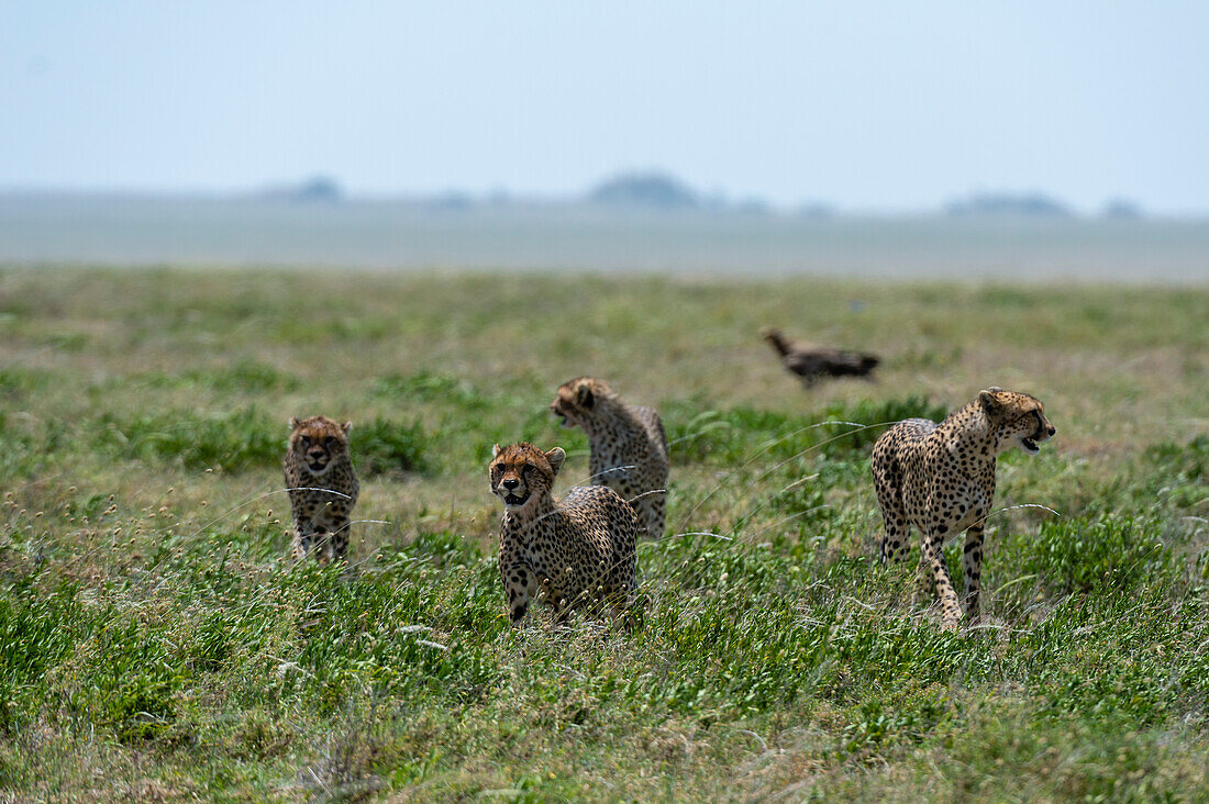 Ein Gepard, Acynonix jubatus, Mutter und Jungtiere beim Spaziergang. Seronera, Serengeti-Nationalpark, Tansania