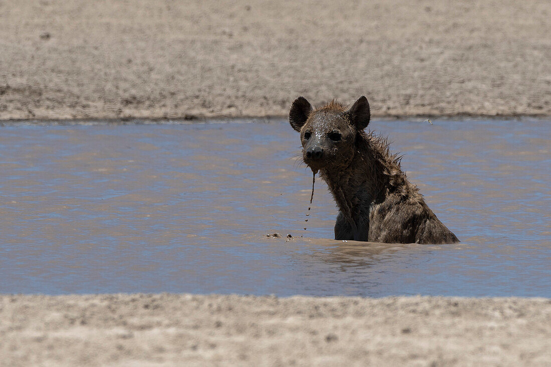 Eine Tüpfelhyäne, Crocura crocuta, beim Baden an einer Wasserstelle. Seronera, Serengeti-Nationalpark, Tansania