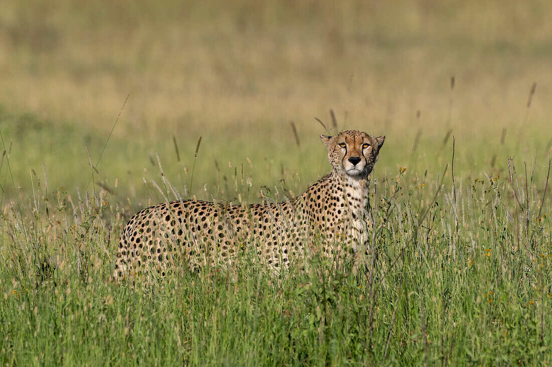 Ein Gepard, Acynonix jubatus, schaut in die Kamera. Seronera, Serengeti-Nationalpark, Tansania