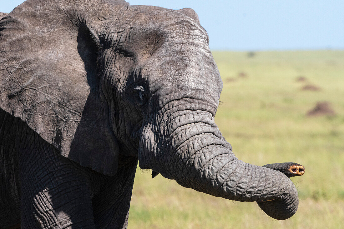 An African elephant, Loxodonta africana, without tusk. Seronera, Serengeti National Park, Tanzania