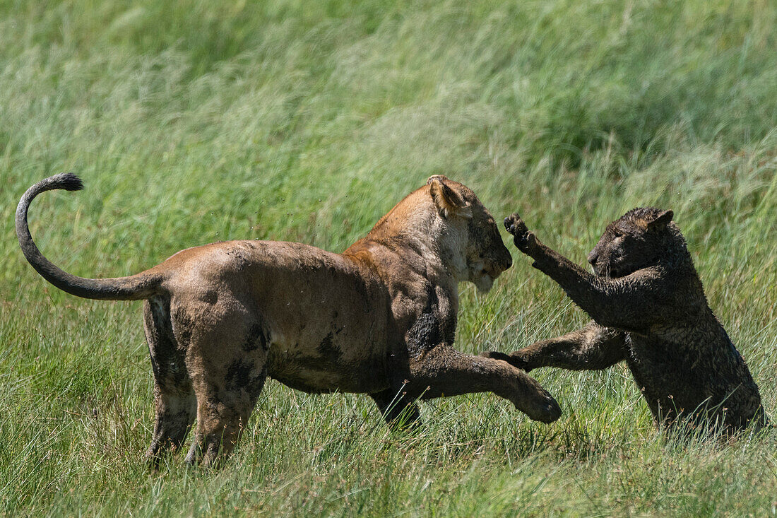 Eine Löwin, Panthera leo, spielt mit ihrem schlammverschmierten Jungen. Seronera, Serengeti-Nationalpark, Tansania